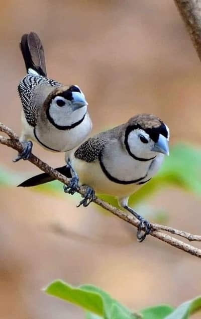 Owl Finch Breeder Pair