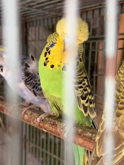 Exhibition budgies