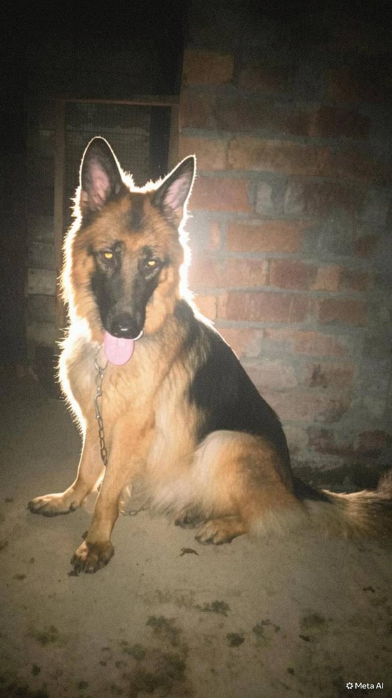 German Shepherd 0
