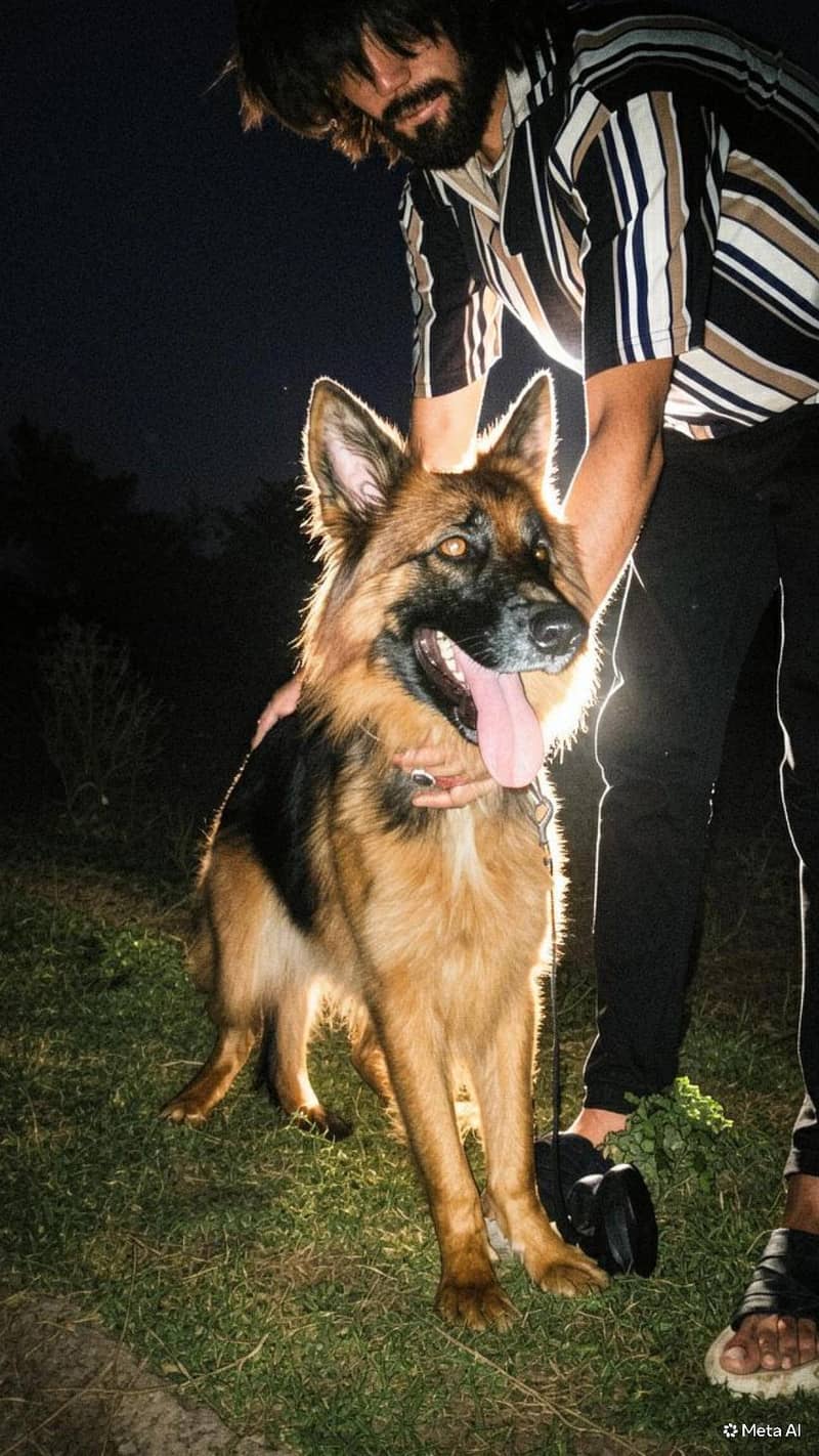 German Shepherd 1