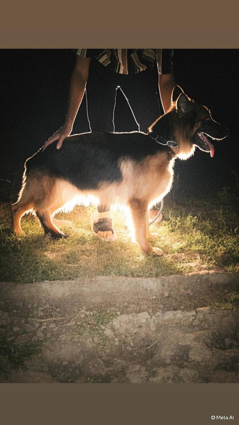 German Shepherd 3