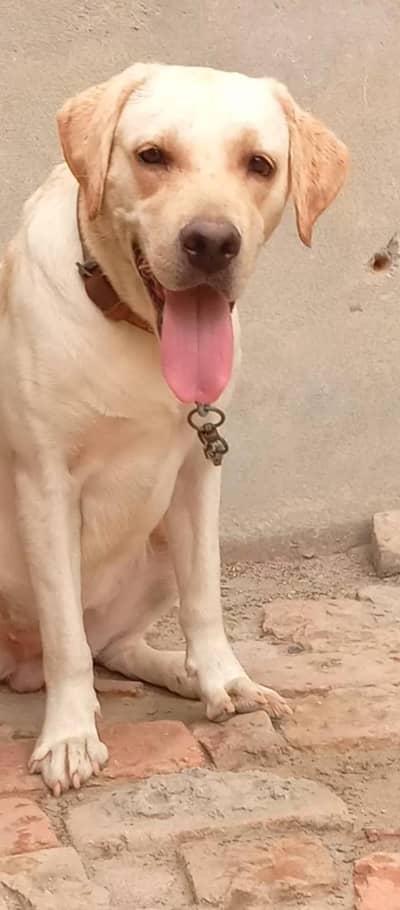 Labra
