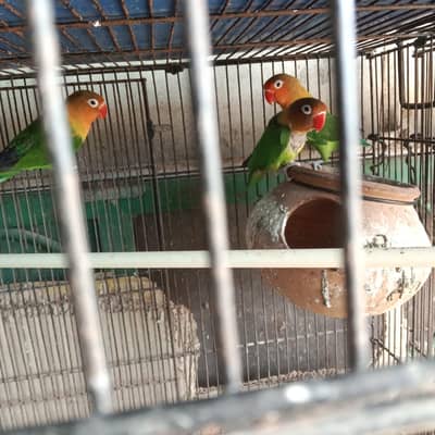 bajri pair