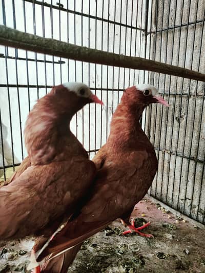 Germon line brown mukhi