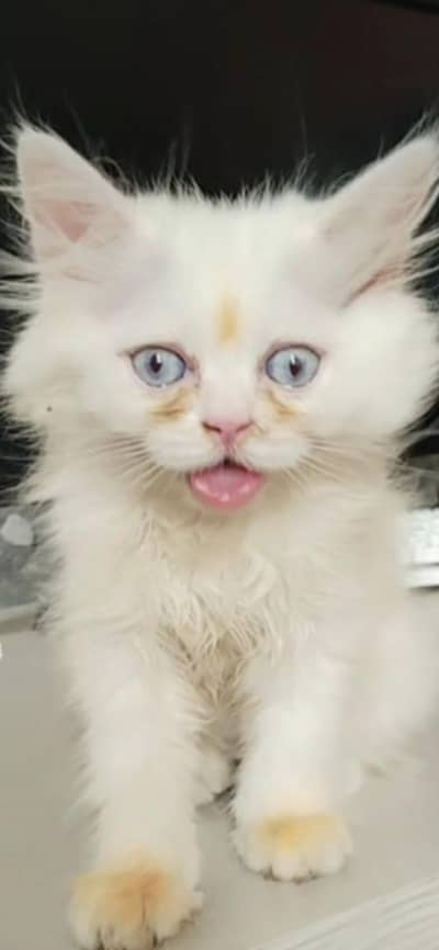 Persian cat baby For sale