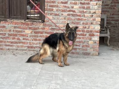 Germen Shepherd Female