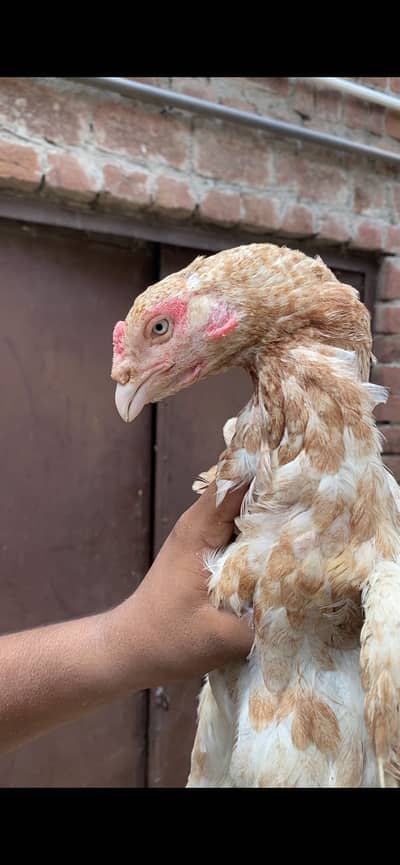 Pakistani hens