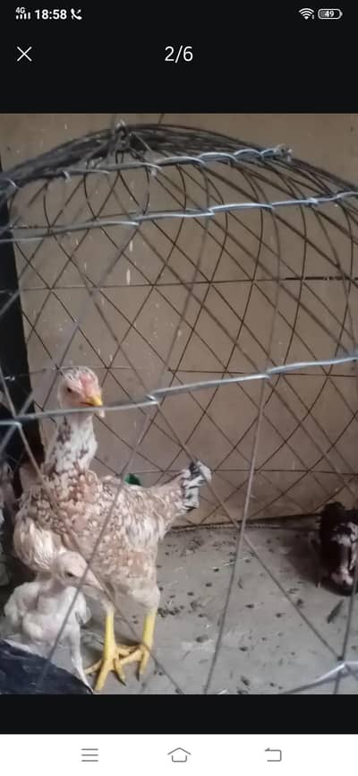 Pure Aseel High Quality females |paper white Heera or Pure Thai Chick