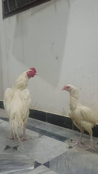 Aseel white pair