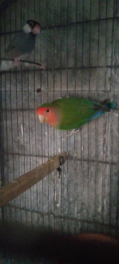 peach face male availble