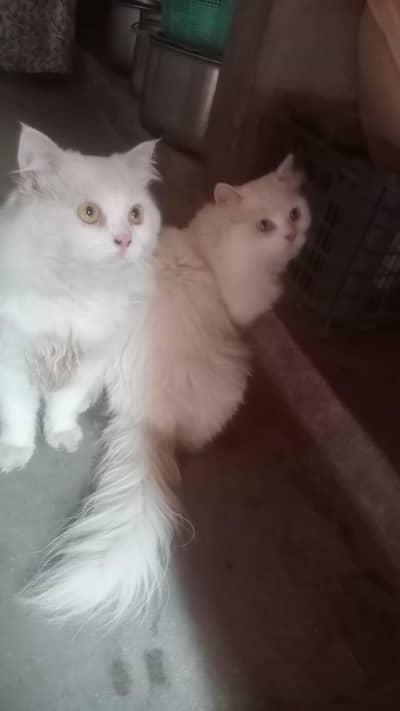 Pursian cat pair for sale.