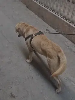 Labaordar dog | labra dog | Bristish labra | labra male dog
