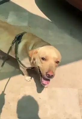 Labaordar dog | labra dog | Bristish labra | labra male dog — photo 2