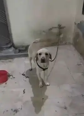 Labaordar dog | labra dog | Bristish labra | labra male dog — photo 3