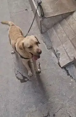 Labaordar dog | labra dog | Bristish labra | labra male dog — photo 4