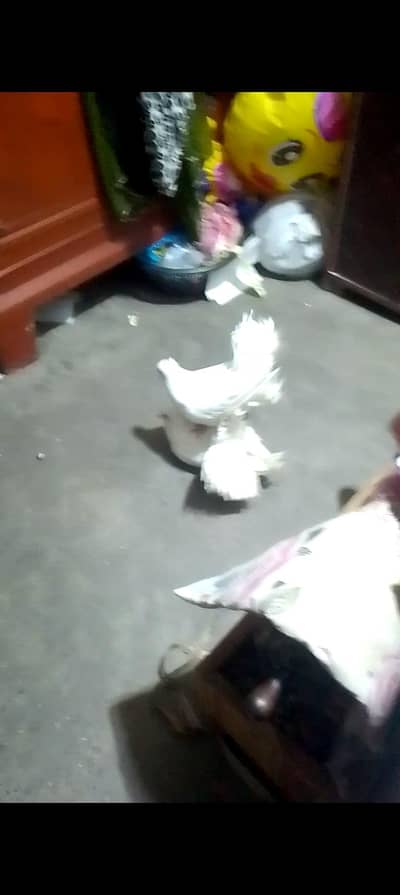 fantail pair or king female for sell read add plz 0312/496/21/95