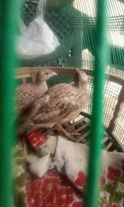 Irani teetar chicks
