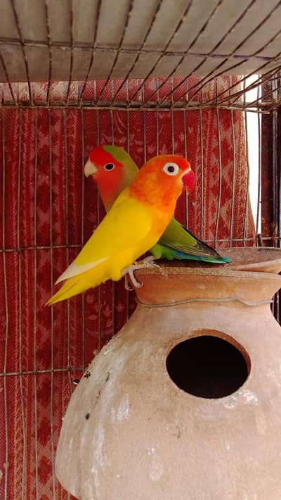 rosy Coly male, lotion pasnata female