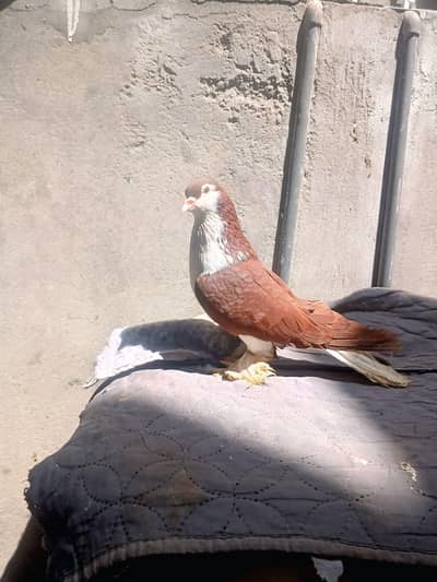 German male big size full active and healthy.