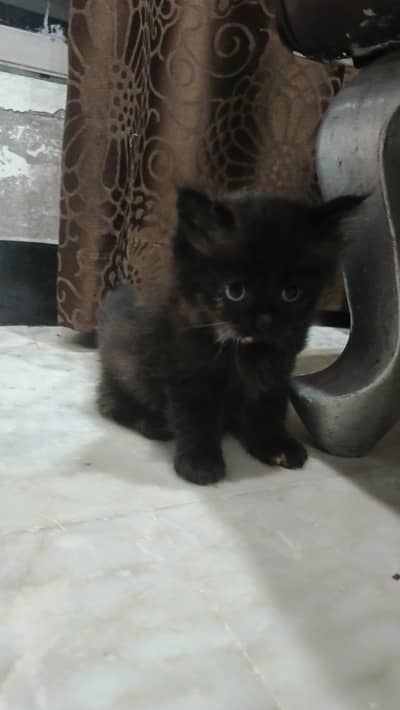 1  little black angel