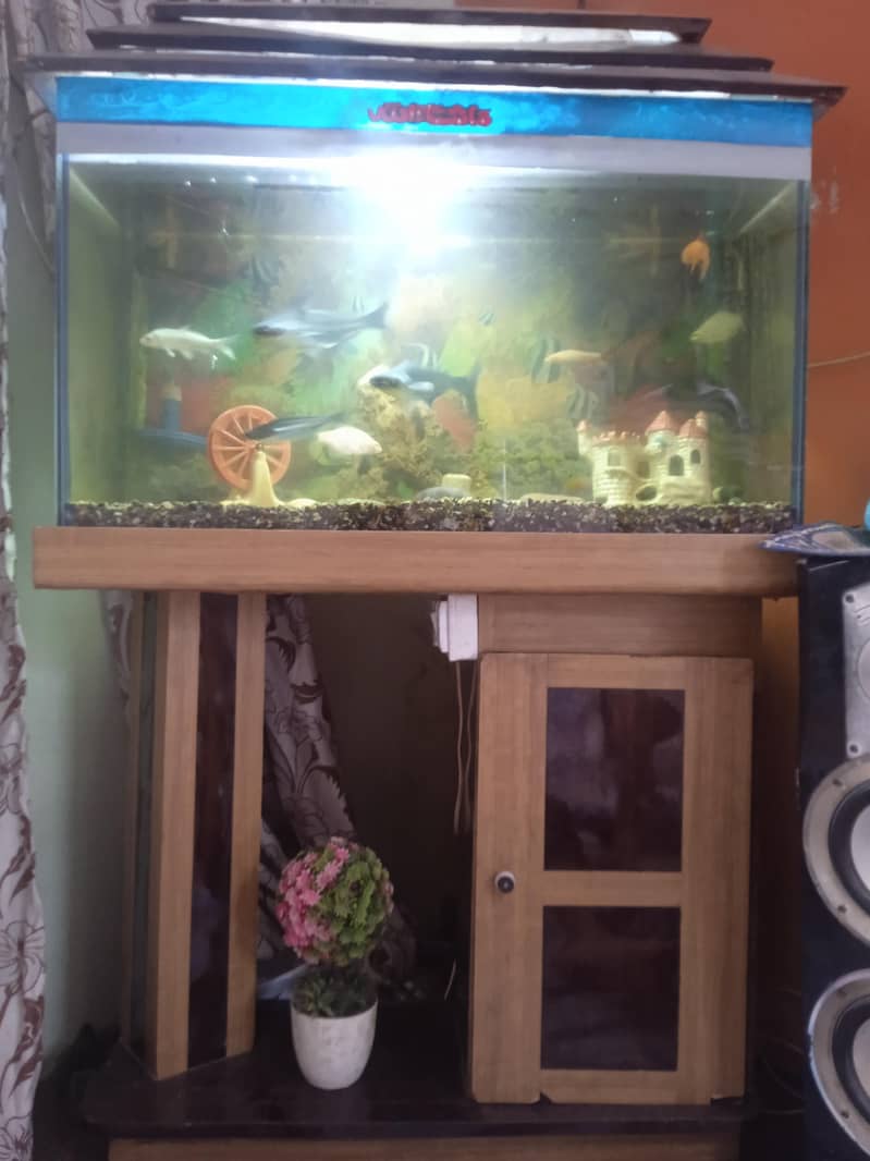 aquarium setup 0