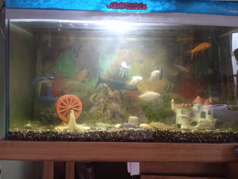 aquarium setup 1