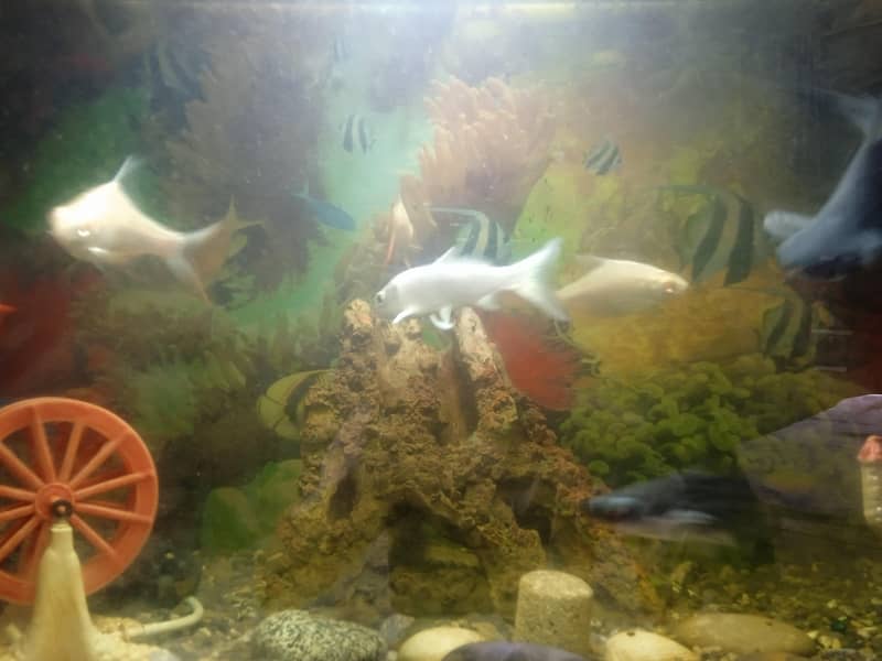 aquarium setup 2