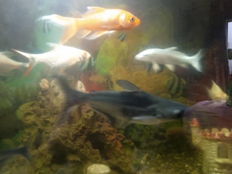 aquarium setup 3