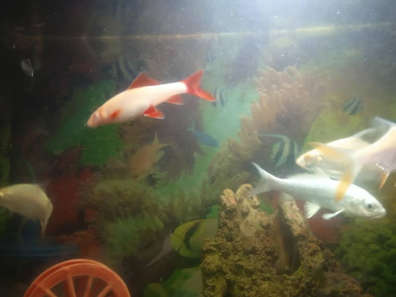 aquarium setup 4