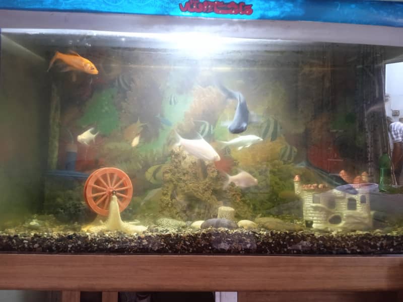 aquarium setup 5