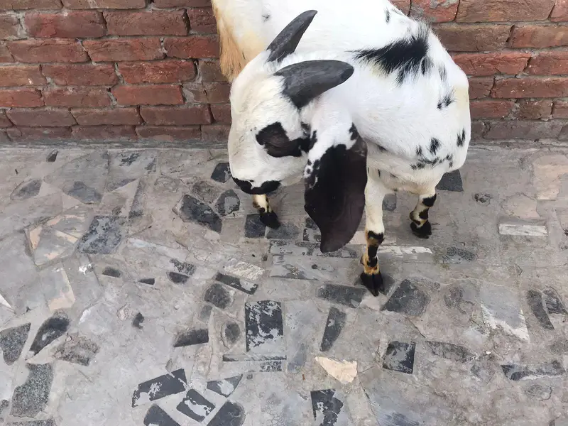 *Pure Black beetal Goat_ Desi bakra | donda | dogla |بکرا* — photo 7