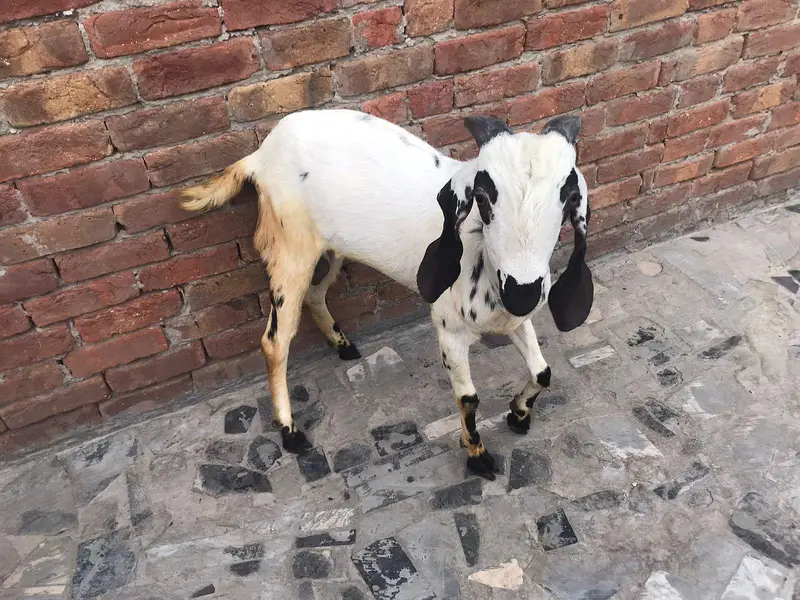 *Pure Black beetal Goat_ Desi bakra | donda | dogla |بکرا* — photo 8
