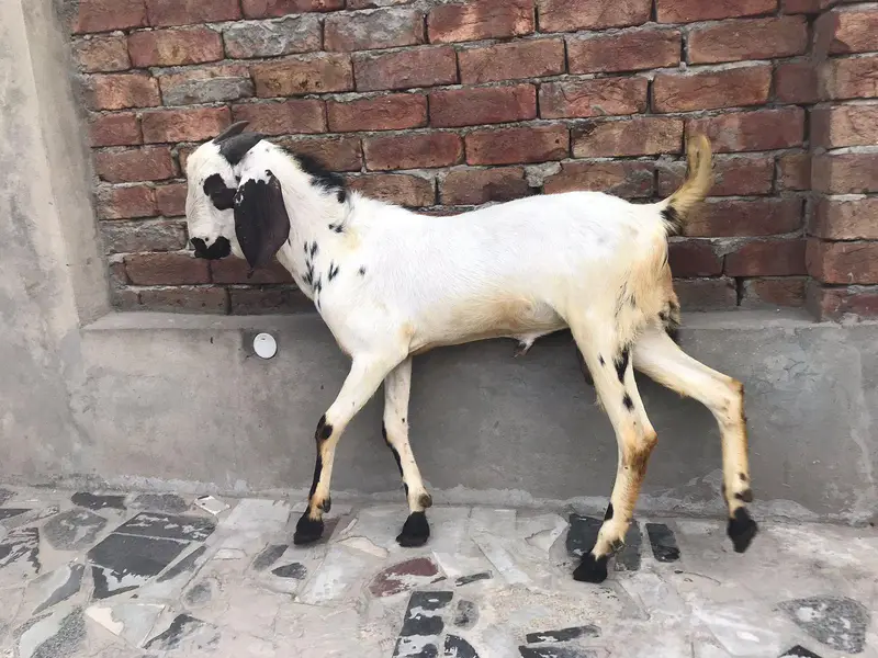 *Pure Black beetal Goat_ Desi bakra | donda | dogla |بکرا* — photo 9