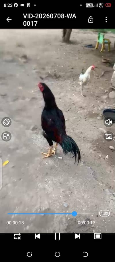 laka aseel murga