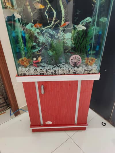 fish aquarium