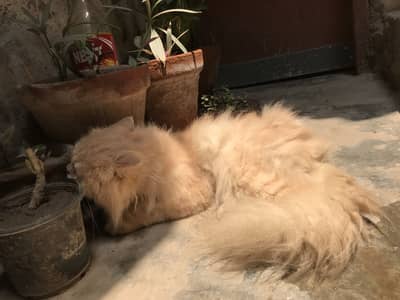 Persian cats for sale