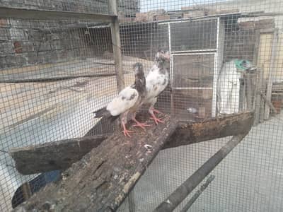 high fly pigeons 750 per golden breed pure