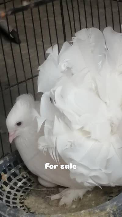 full white breeding lahka pair