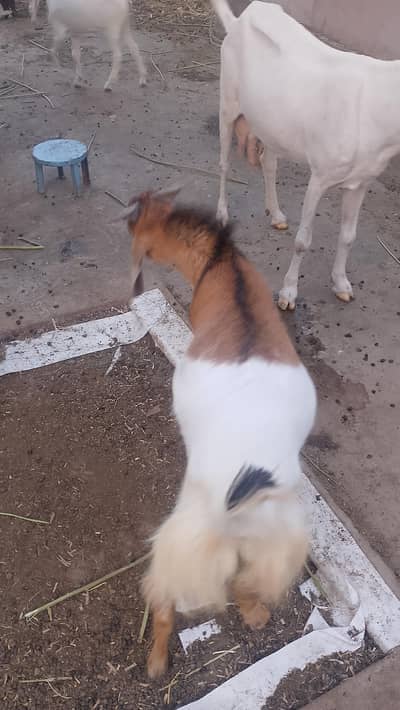 breader Bakra 2dant ha