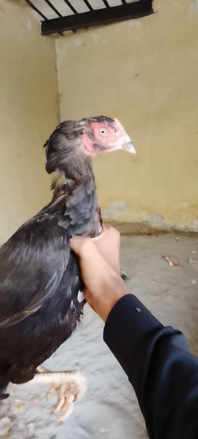 Aseel hen