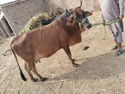 tokar cwo for seal 7 kilo doad ha