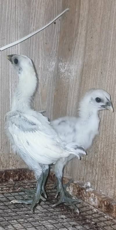 Aseel Shamo | White Shamo | White Thai | Dragon | Panus Pakoya Chicks