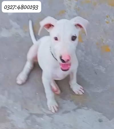 gultair dog for sale