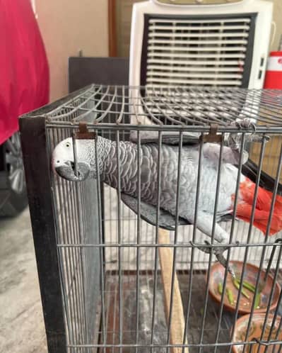 African Grey Parrots