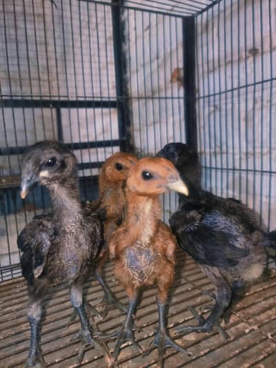 Aseel Shamo | White Shamo | White Thai | Dragon | Panus Pakoya Chicks