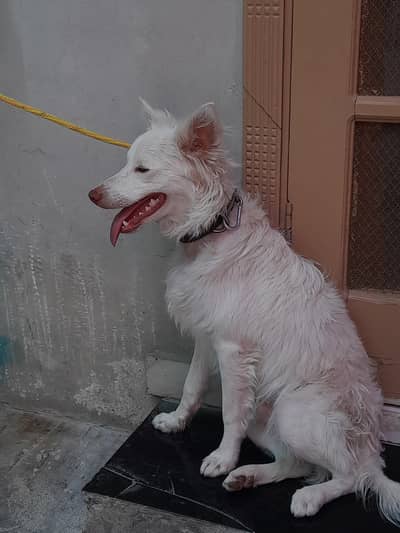 dog for sale