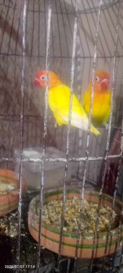 love bird pair anday dey howy ha