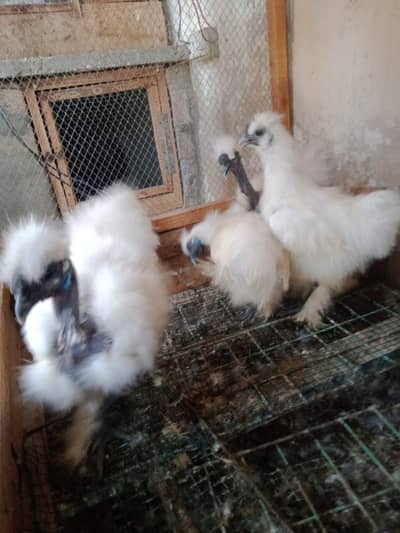 Silkie,  English game bantam, cochin bantam pairs
