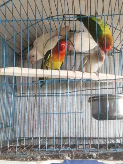 parrots
