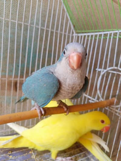 blue Monk babies parrot available